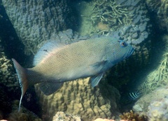 Plectropomus leopardus