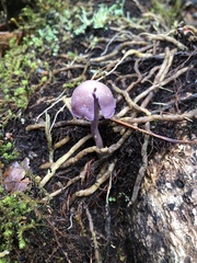 Laccaria gomezii