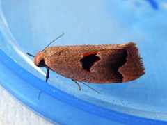 Acanthodela erythrosema