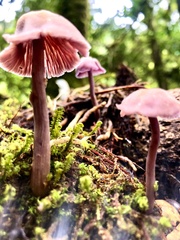 Laccaria gomezii