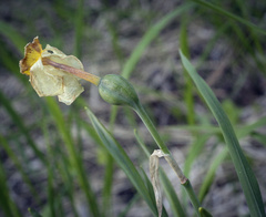 Narcissus