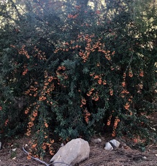 Pyracantha angustifolia