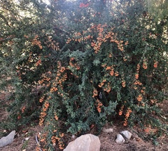 Pyracantha angustifolia