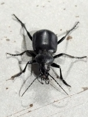 Calosoma peregrinator