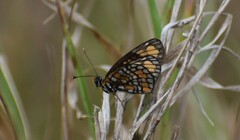 Chlosyne definita
