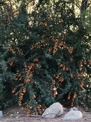 Pyracantha angustifolia