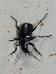 Calosoma peregrinator