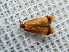 Aeolothapsa acrocosma