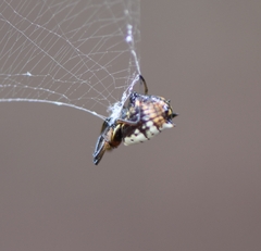 Micrathena mitrata