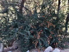Pyracantha angustifolia