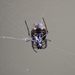 Micrathena mitrata