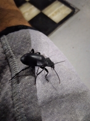 Calosoma peregrinator