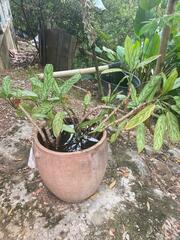 Aglaonema commutatum