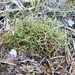 Schizaea pusilla - Photo (c) bobbyfingers, algunos derechos reservados (CC BY-NC), uploaded by bobbyfingers