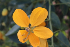 Senna macranthera