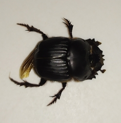 Coprophanaeus