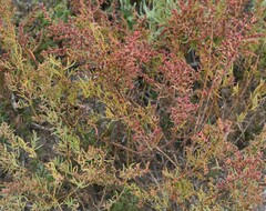 Suaeda maritima