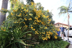 Senna macranthera
