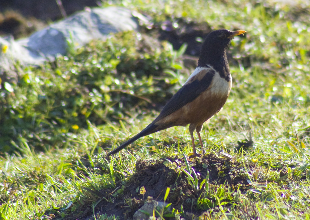 Kessler's Thrush