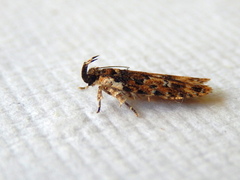 Ardozyga sodalisella