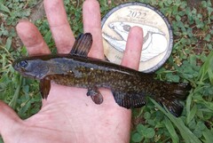 Ameiurus brunneus