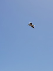 Larus dominicanus vetula