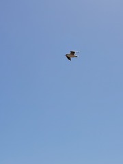 Larus dominicanus vetula