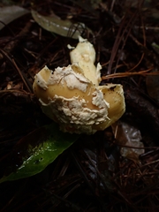 Amanita xylinivolva