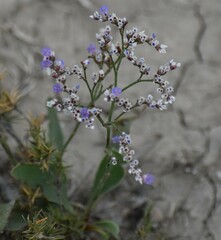 Limonium carolinianum