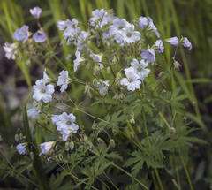Geranium pseudosibiricum