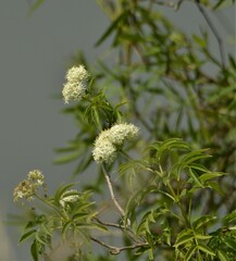 Sambucus australis
