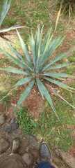 Agave macroacantha