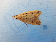 Atheropla decaspila