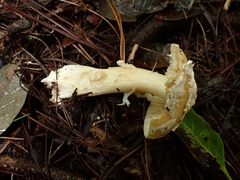 Amanita xylinivolva