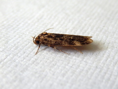 Barea codrella