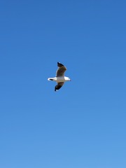 Larus dominicanus vetula