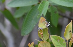 Callophrys xami