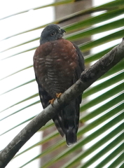 Harpagus bidentatus