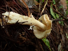 Amanita xylinivolva