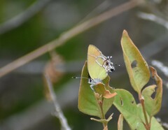 Callophrys xami