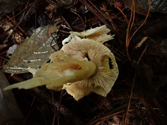 Amanita xylinivolva