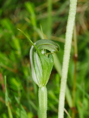 Pterostylis foliata