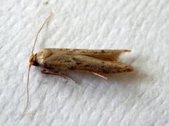Blastobasis tanyptera