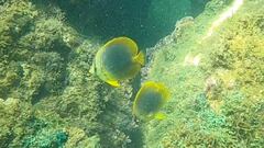 Chaetodon aureofasciatus