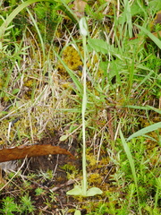 Pterostylis foliata