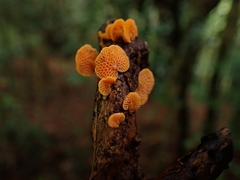 Favolaschia calocera