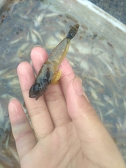 Cottus poecilopus