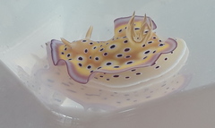 Goniobranchus kuniei