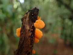 Favolaschia calocera