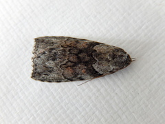 Calathusa basicunea